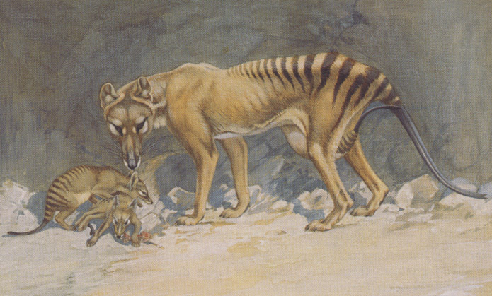 New Support for Some Extinct Tasmanian Tiger Sightings - The New